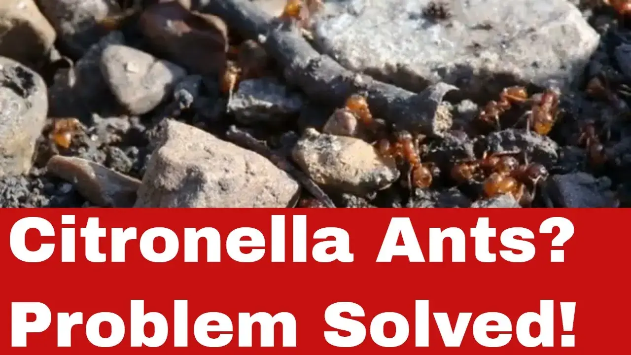 How to Get Rid of Citronella Ants [Detailed Guide]