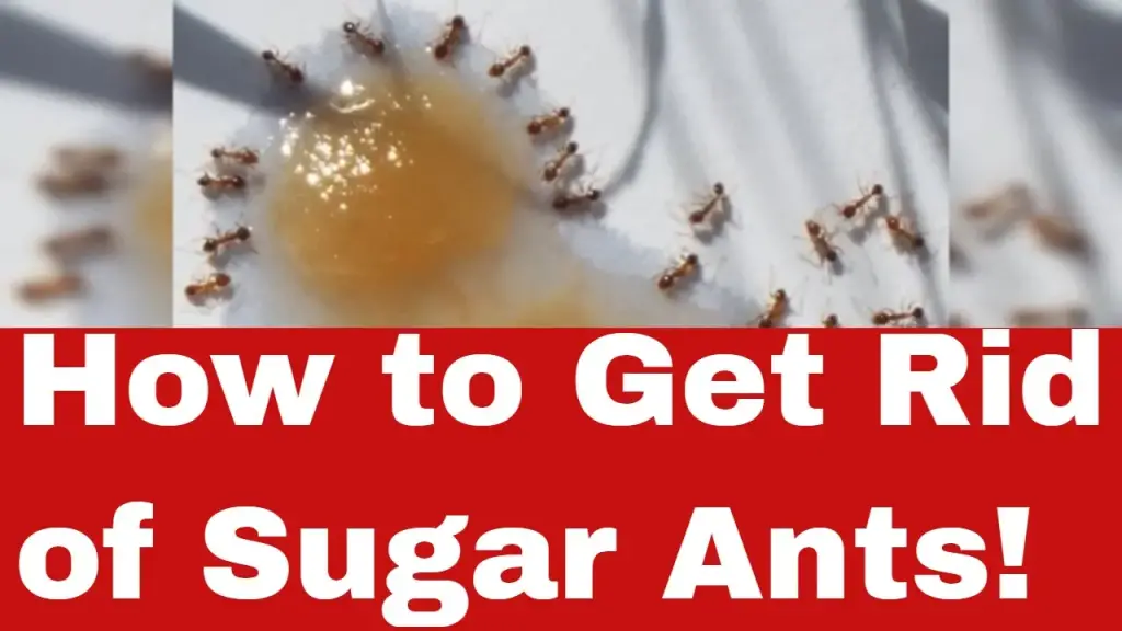 sugar ants how to get rid of them        
        <figure class=