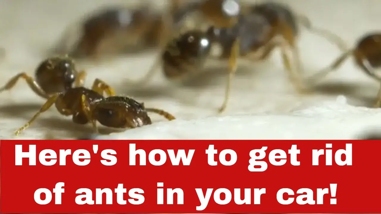 Ants In Your Car