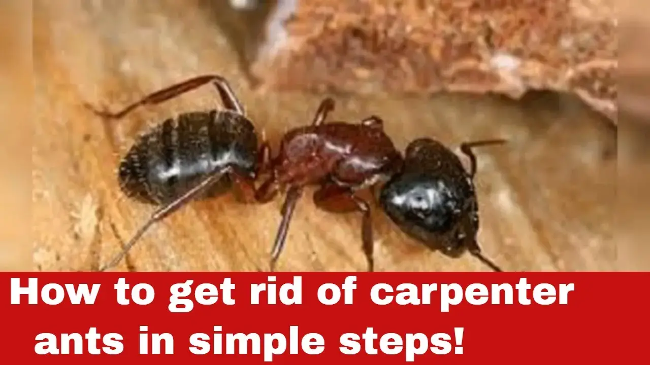 How to Get Rid of Carpenter Ants In Simple Steps