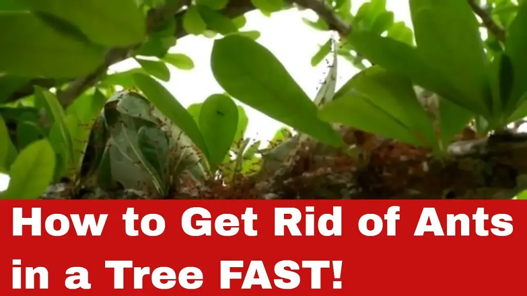 how to get rid of ants on austrian pine tree