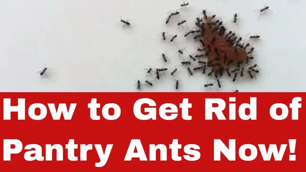 how to get rid of pantry ants