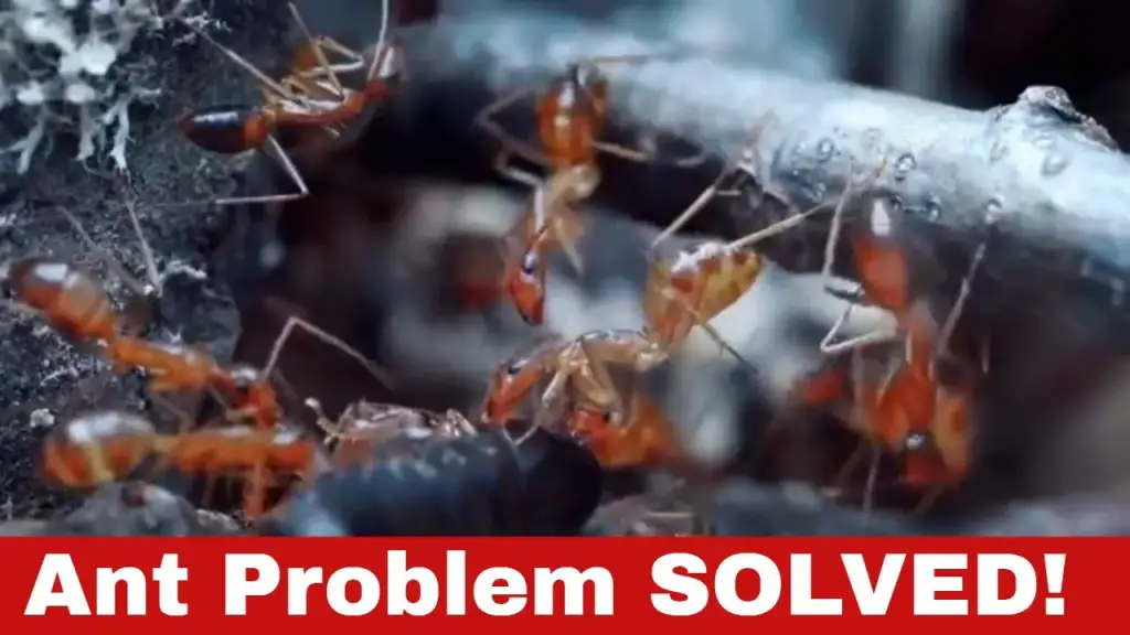 how to get rid of red ants outside permanently