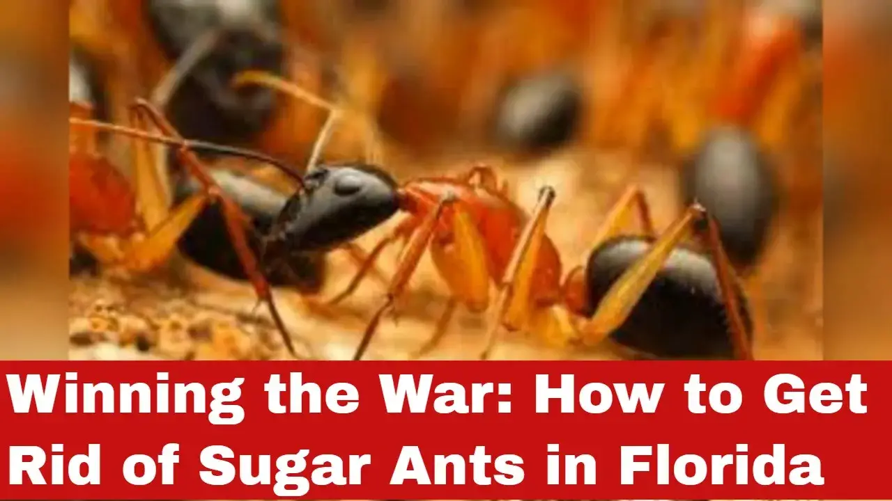 How To Get Rid Of Sugar Ants In Florida Detailed Guide   How To Get Rid Of Sugar Ants In Florida 