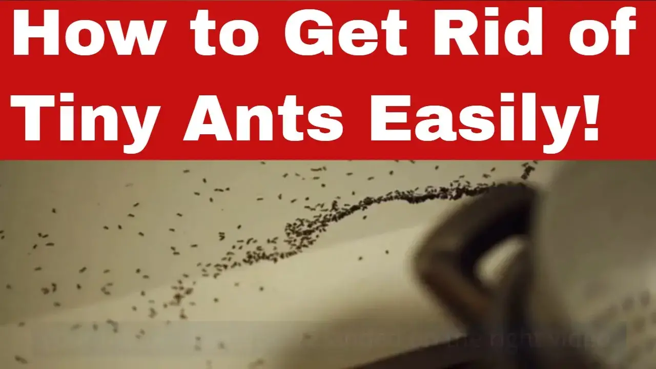 How To Get Rid Of Tiny Ants Detailed Guide