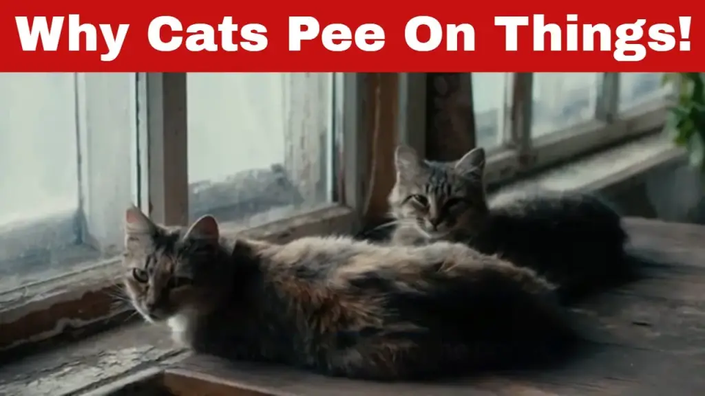 Why Do Cats Pee On Things/In The House? [Answered]