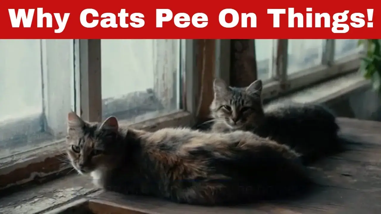 Why Do Cats Pee On Things/In The House? [Answered]